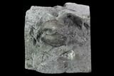 Brachiopod (Mucrospirifer) Fossil - Windom Shale, NY #95953-1